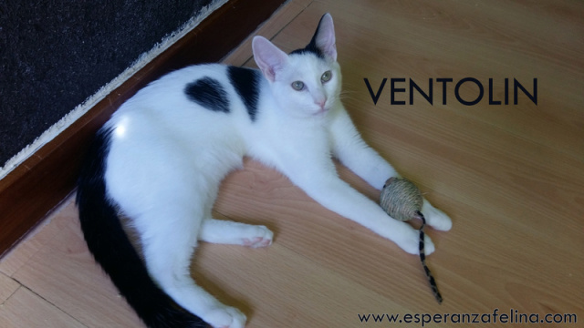 Ventolin, precioso blanquito en adopción ( Álava, FECHA DE NACIMIENTO APROX: 25/05/17) Ventol13