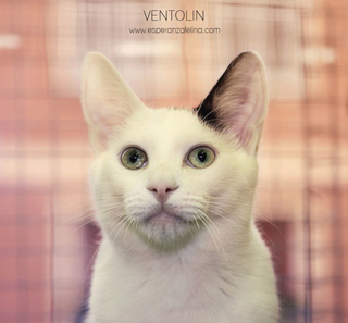 Ventolin, precioso blanquito en adopción ( Álava, FECHA DE NACIMIENTO APROX: 25/05/17) Ventol14