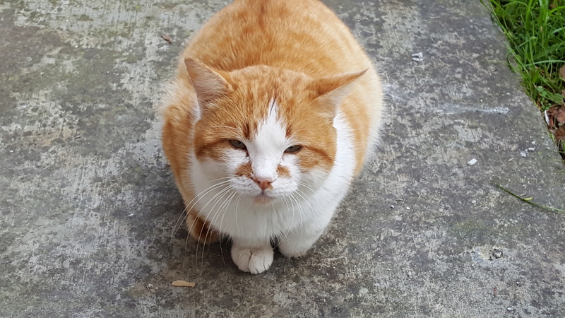 Gato aparecido en Cecebre 20180110