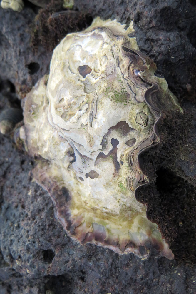 Saccostrea sp. - Huitre sur palétuvier de l'Ile Maurice Sx_02410