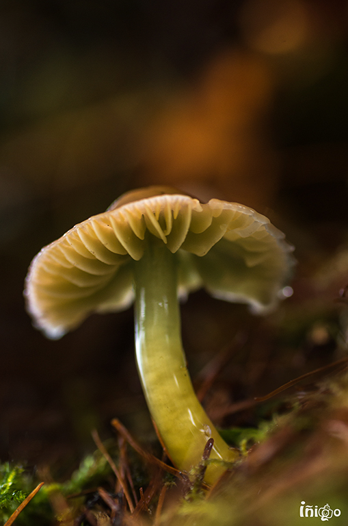 La ultima Hygrocybe .... _img7312