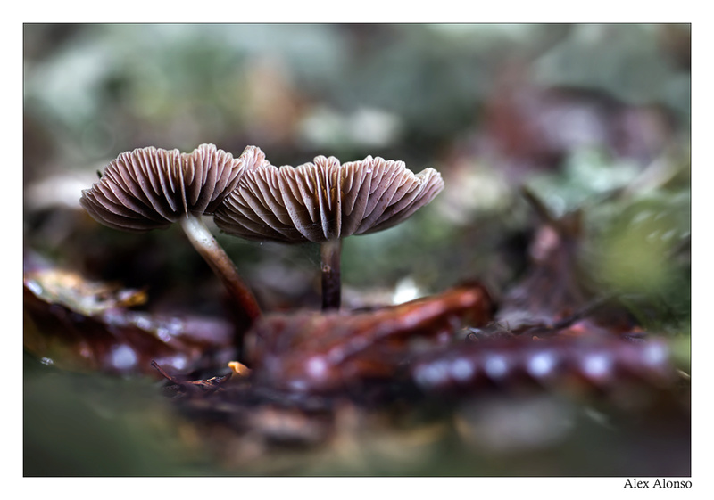 Marasmius sp _mg_8410