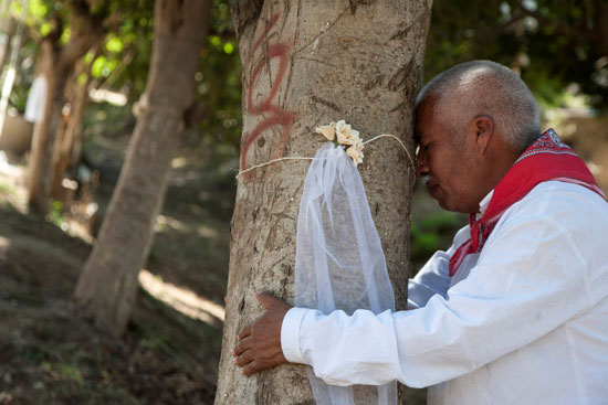 "طقوس غريبة فى المكسيك".. انطلاق حفل "الزواج من شجرة" 48295-10