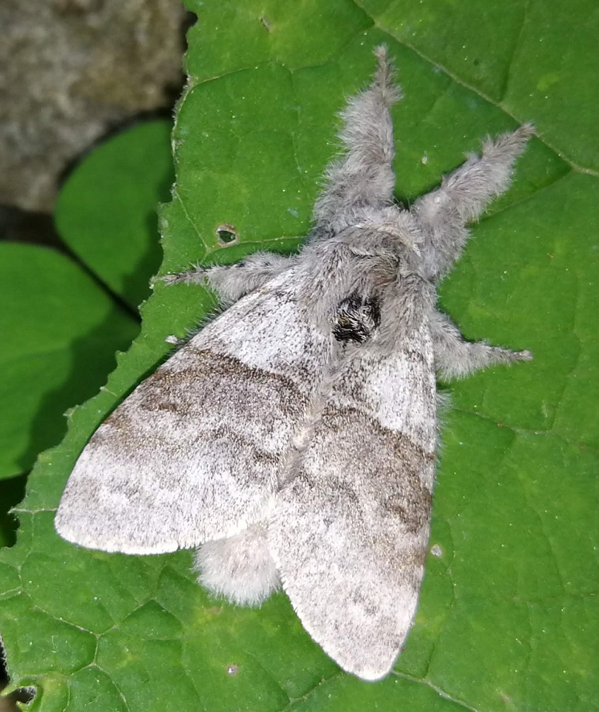 [Identificado] Lepidoptera / Notodontidae Img_2011