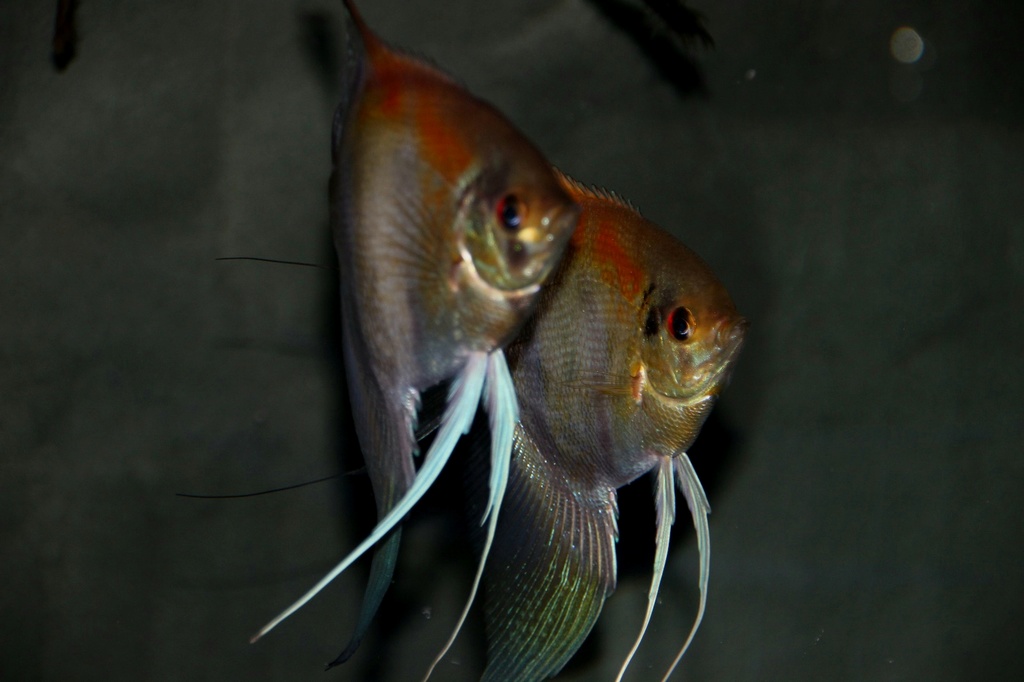 Pterophyllum amapa red back 20180513