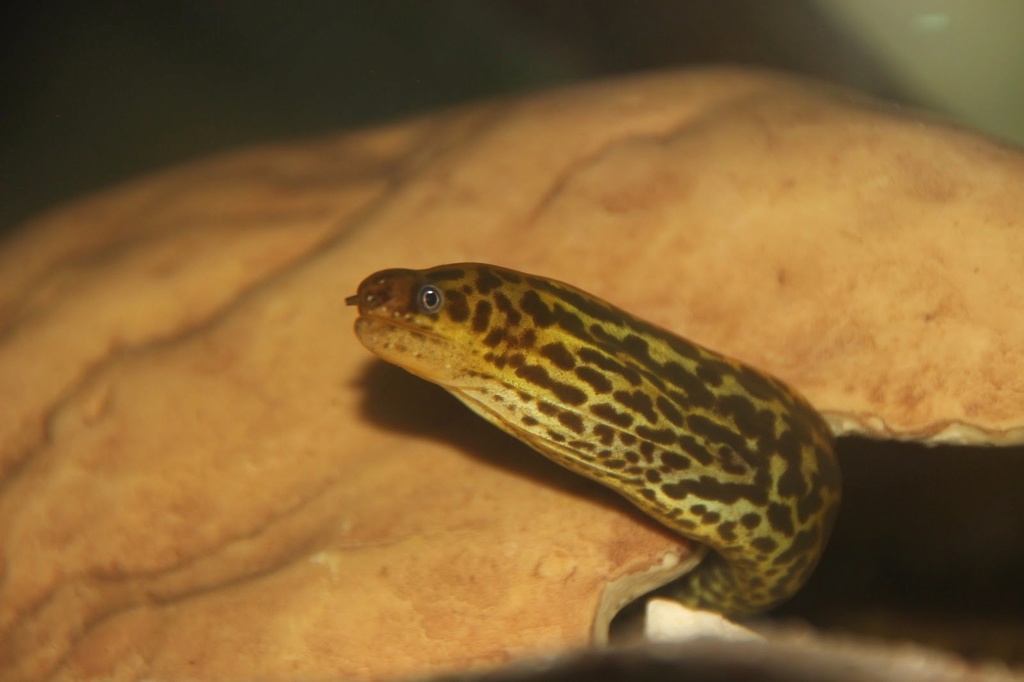 Gymnothorax polyuranodon  (Bleeker, 1854) - Morena Leopardo - Agua salobre  Img-2111