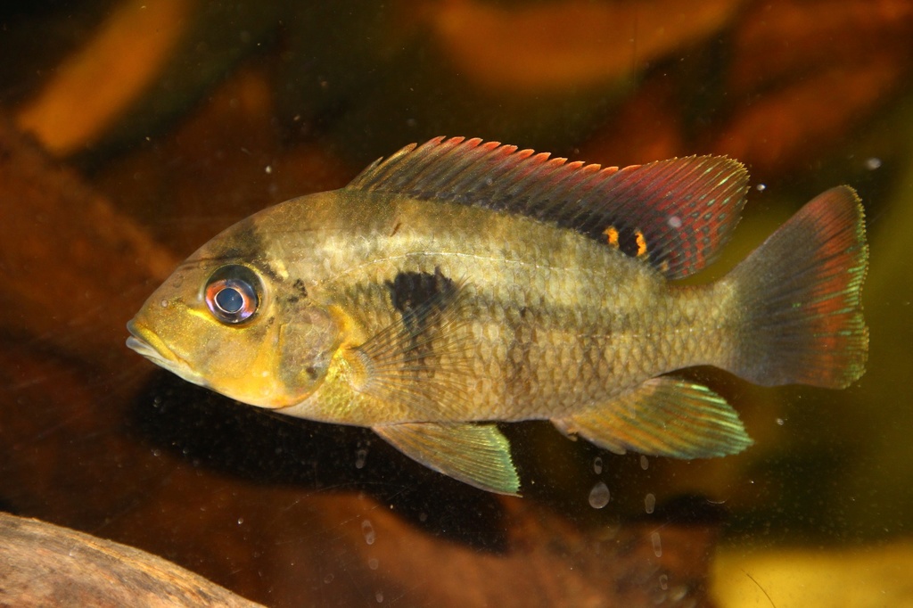 Heterochromis multidens  (Pellegrin, 1900)	 - Página 2 Img-2120