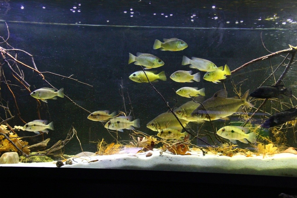 West African biotope Aquarium - 600 Liters Img-2156