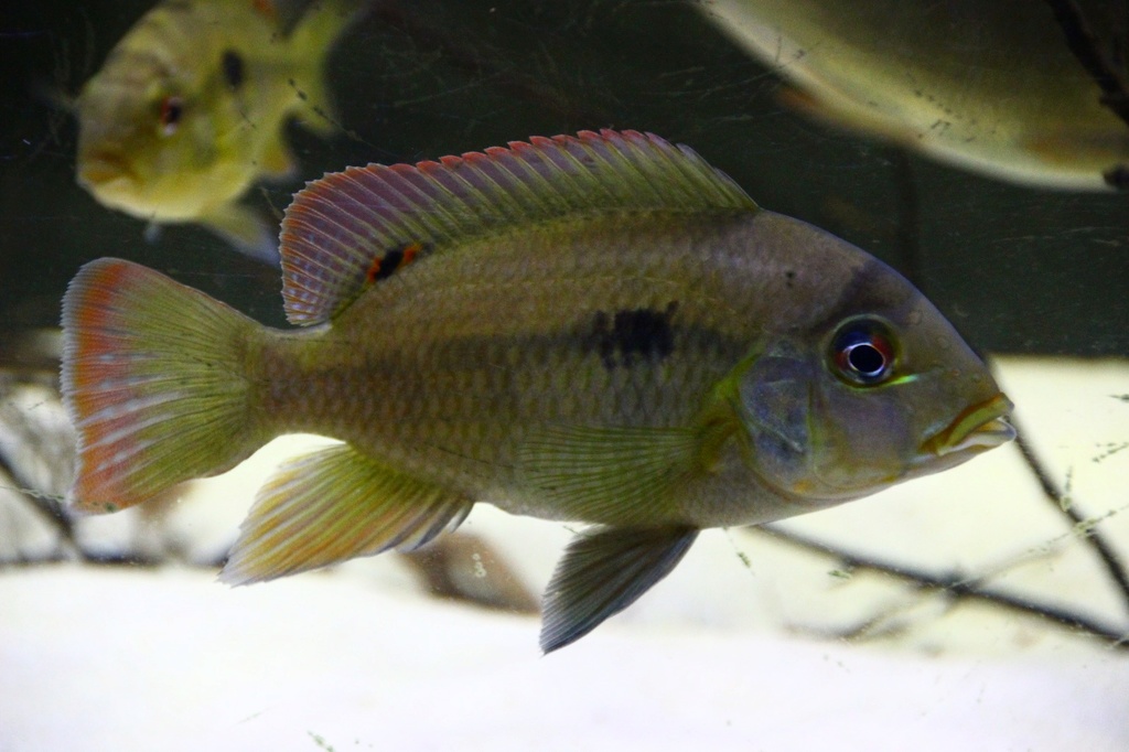 Heterochromis multidens  (Pellegrin, 1900)	 - Página 2 Img-2180