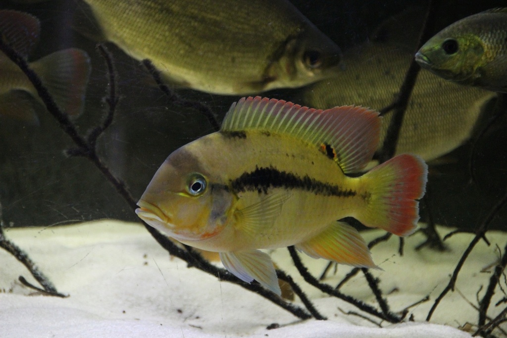 Heterochromis multidens  (Pellegrin, 1900)	 - Página 3 Img-2267