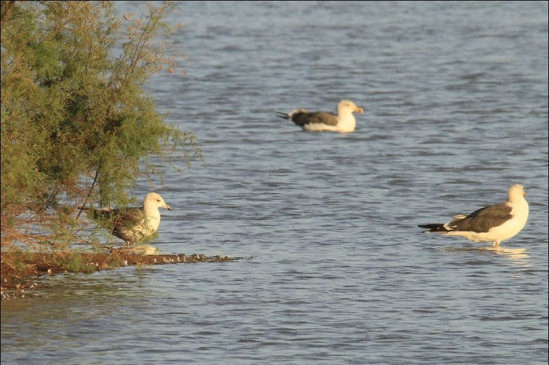 Ajuda ID Larus Ajuda_11