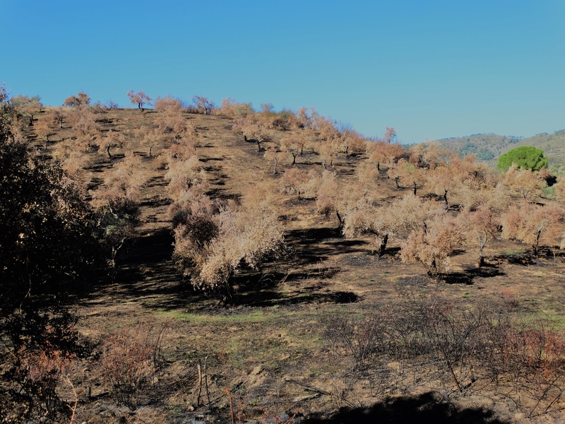 Geoparque de Las Villuercas - Página 6 Fuego10