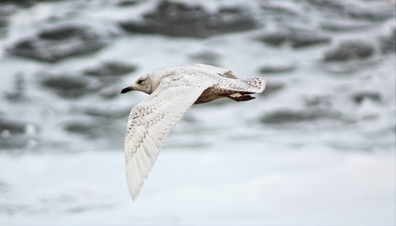 Gaivota branca!! Agradecia ajuda para confirmação se ID!! Sin_ty70