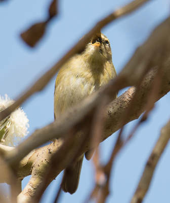 ID Felosa Comum? ( Cabo Espichel | 15/10/2017 ) Dsc_1612