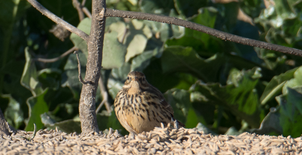 ID Petinhas 2 (ponta da Erva | 21/11/2017) Dsc_3810