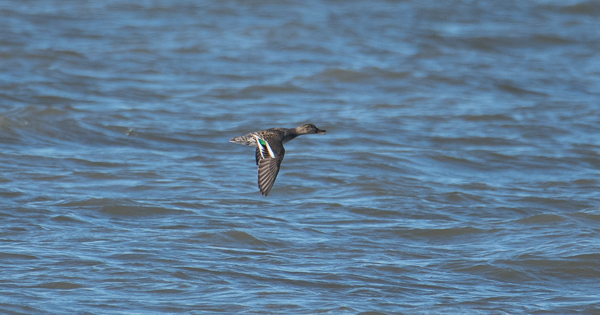 ID Pato ( 28/01/2018 | Ponta da Erva) Dsc_7911