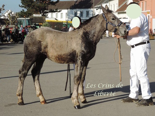 Dpt 62, 5 mois, Hilton du Marais, sauvé par Christine P. Et Dominique À. Décédé** 197-hi10