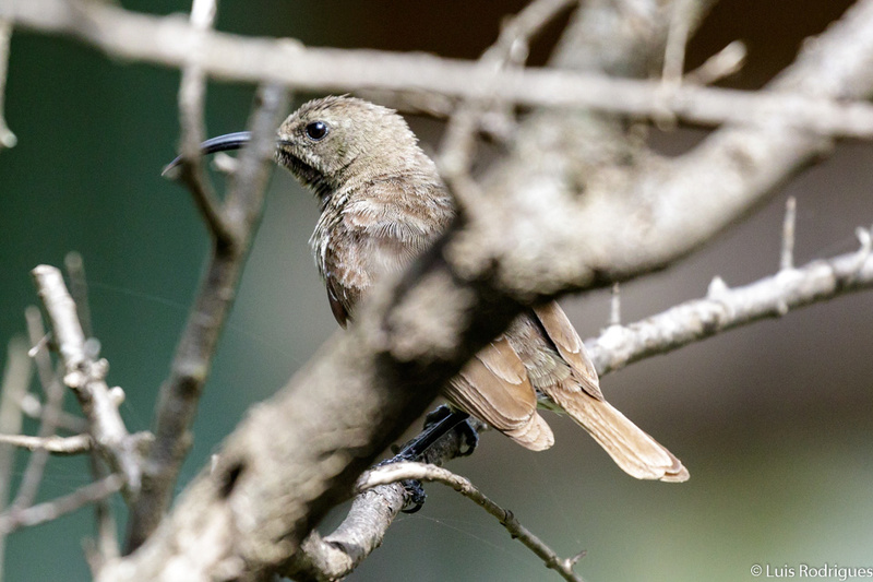 ID Sunbird - Quénia 20151210