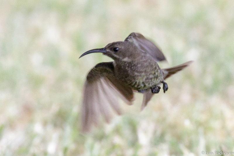 ID Sunbird - Quénia 20151211