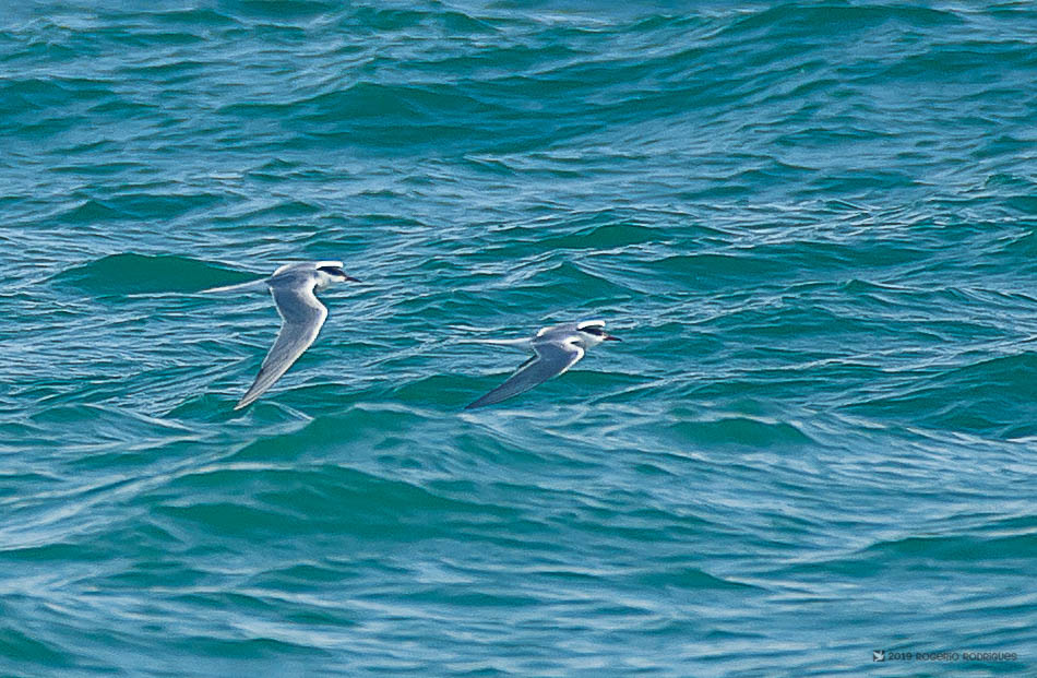 Praia da Falesia 09. Junho Sternas Sterna12