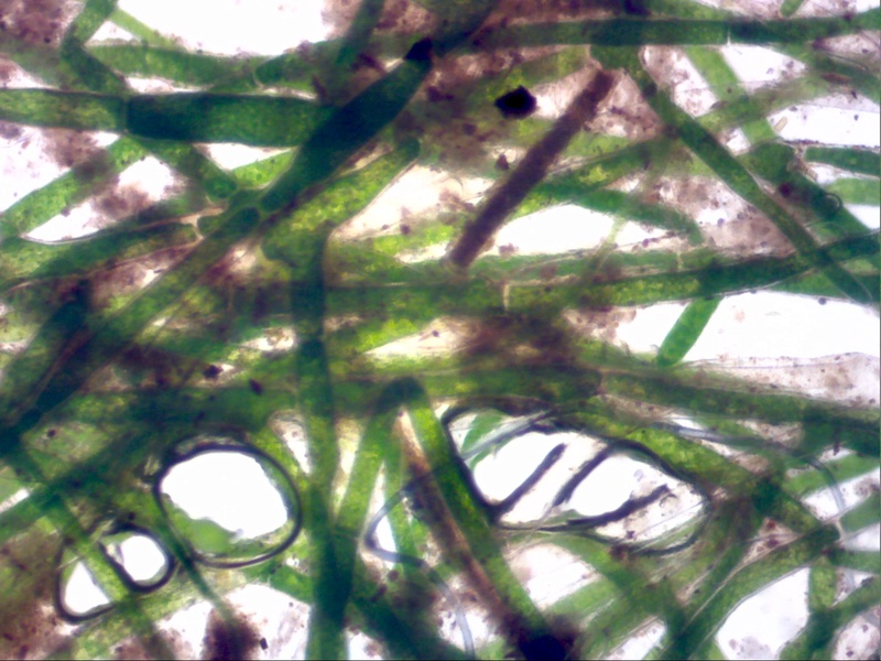 alga filamentosa? Image116