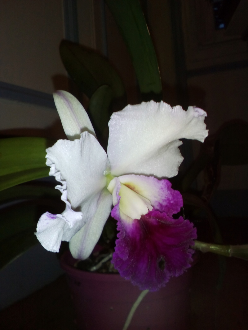 Cattleya hybride Img_2027