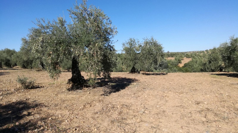 Malas hierbas difíciles en el olivar: margaritas 60d89810