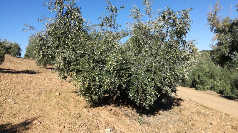 Malas hierbas difíciles en el olivar: margaritas 85ced210