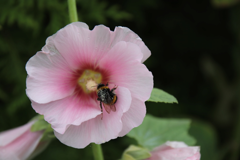 Malvengewächse - ohne Hibiscus - Seite 3 Img_2812