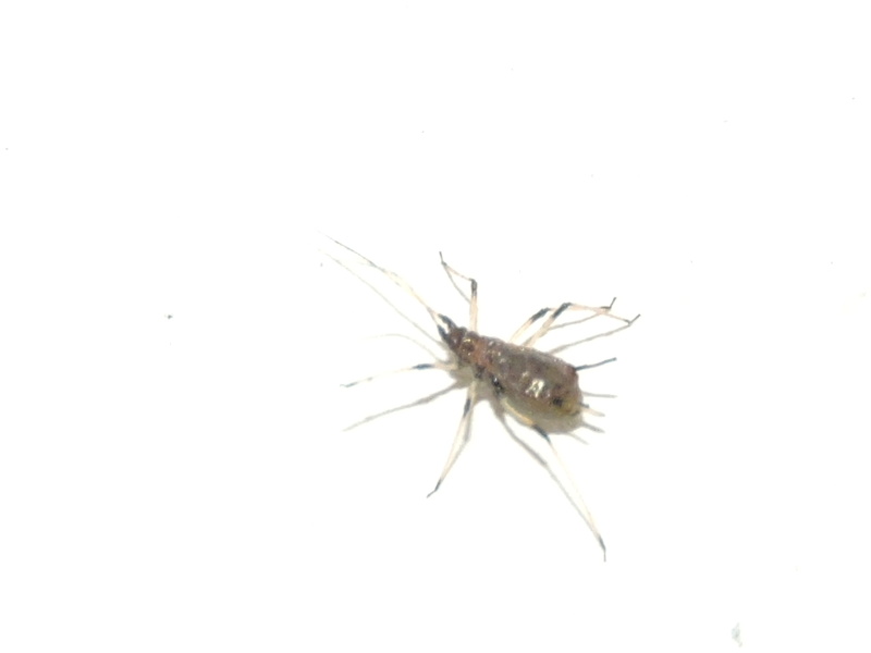 [Aphididae] un hémiptère ? Rscn0911