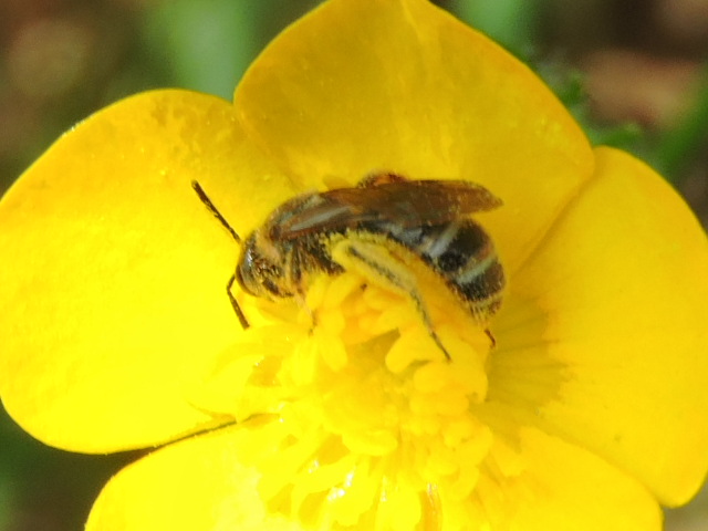 petite abeille  Rscn6317