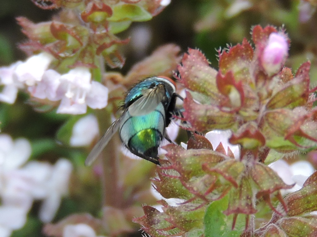 [Lucilia cf. sericata] Neomyia ? Rscn6820