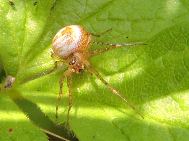 Enoplognatha ? Rscn7413