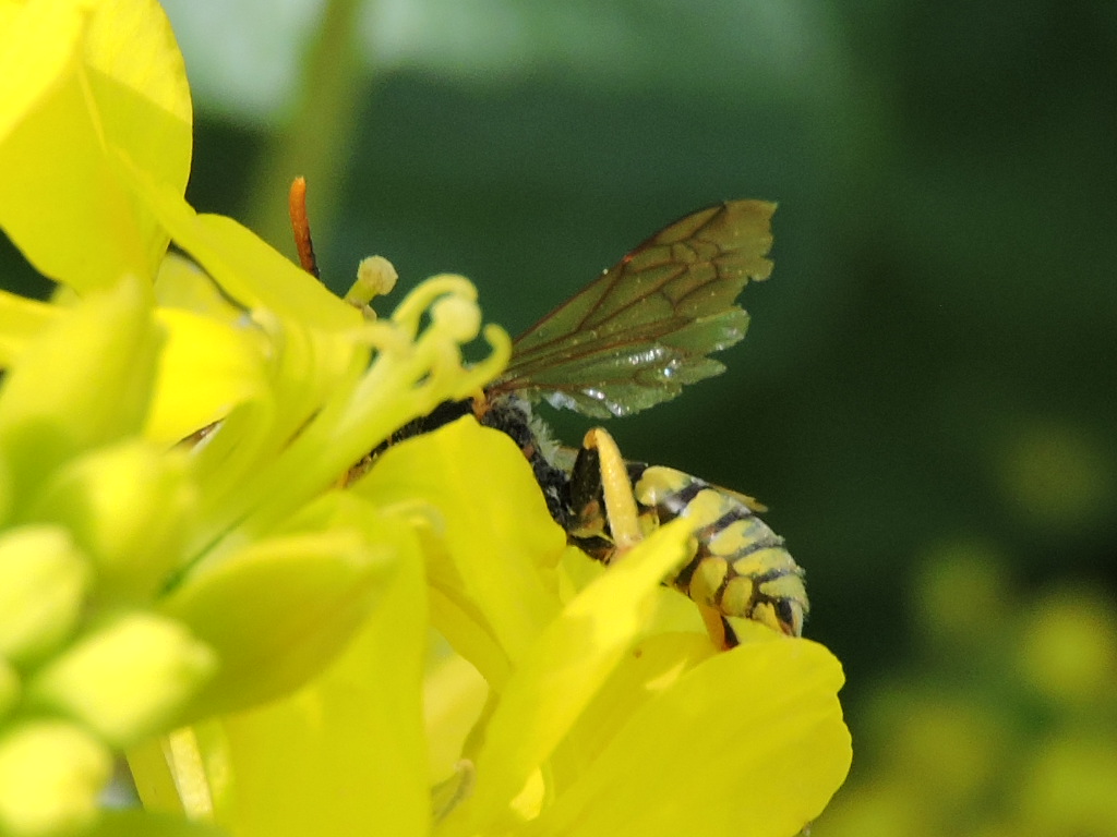 une Vespidae ? Rscn7425