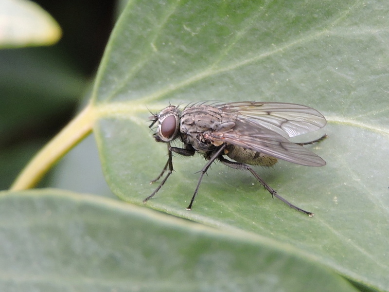 [Helina cf. evecta] Coenosia tigrina ? Rscn7910