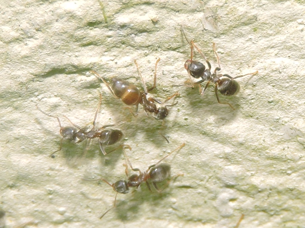 Lasius brunneus ? Rscn8019