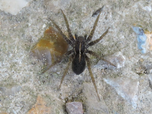 une Lycosidae  Rscn8911