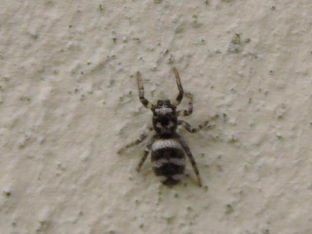 Salticus scenicus ? Rscn9111