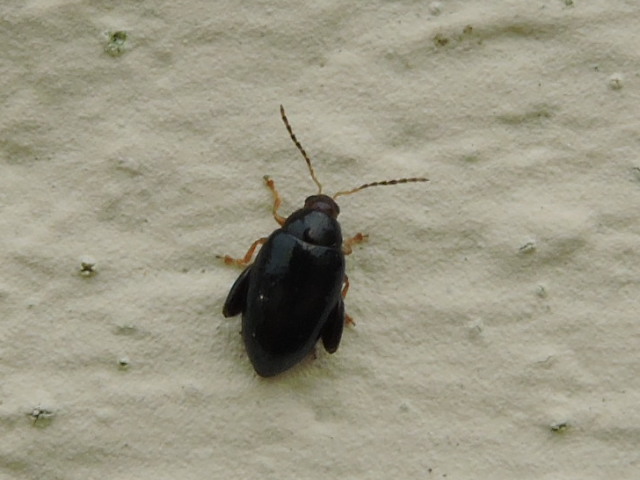 un Chrysomelidae ? Rscn9116