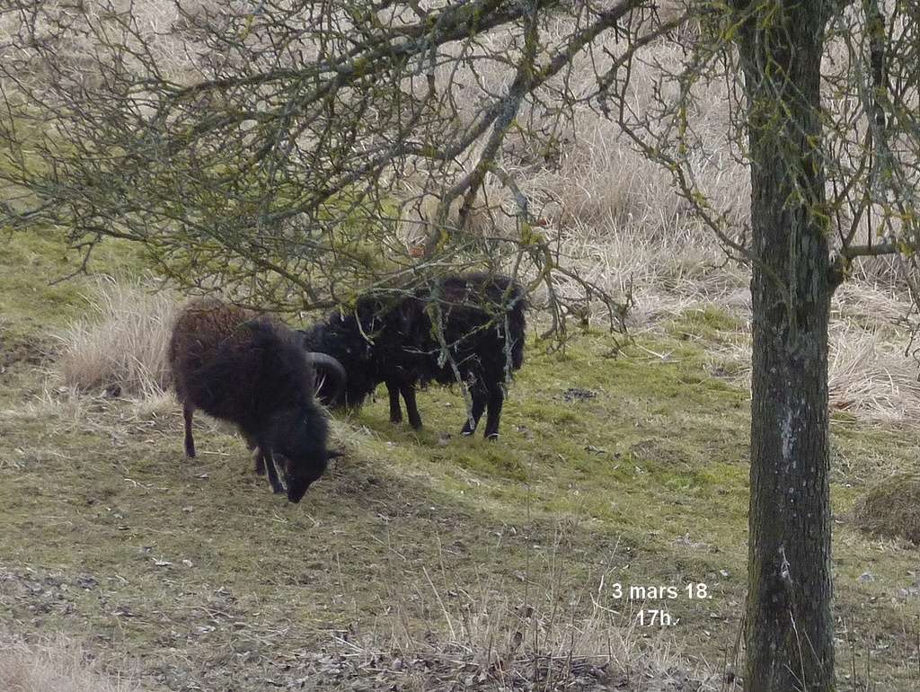 2018, dans ma prairie. 3mrs10