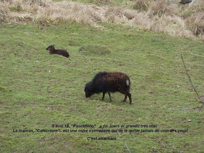 2018, dans ma prairie. 5avril13