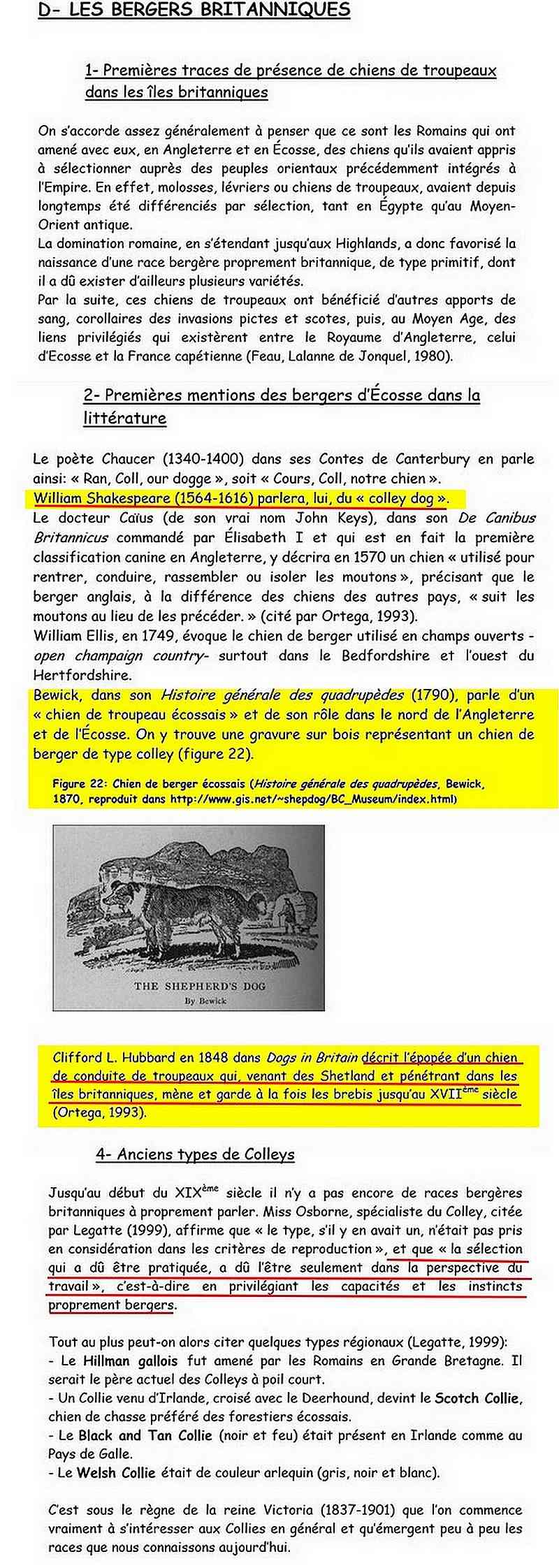 histoire des colleys et shetland sheepdogs blancs. Britan13