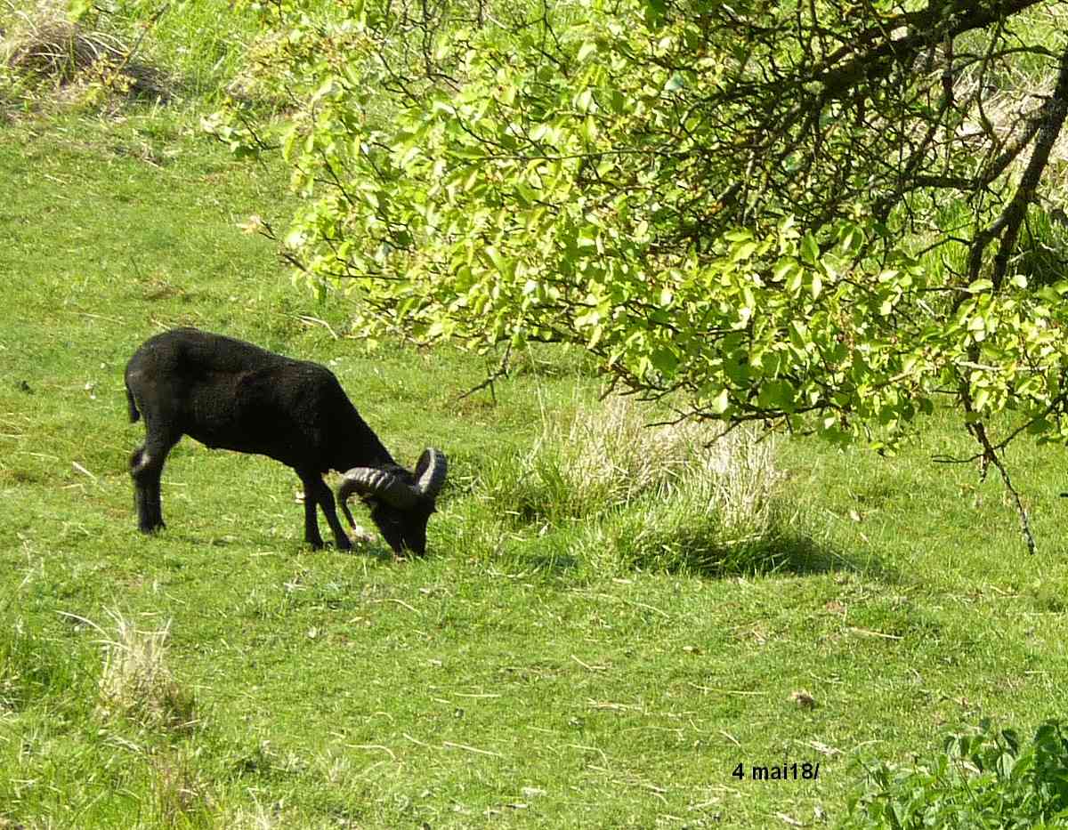 2018, dans ma prairie. Ou12