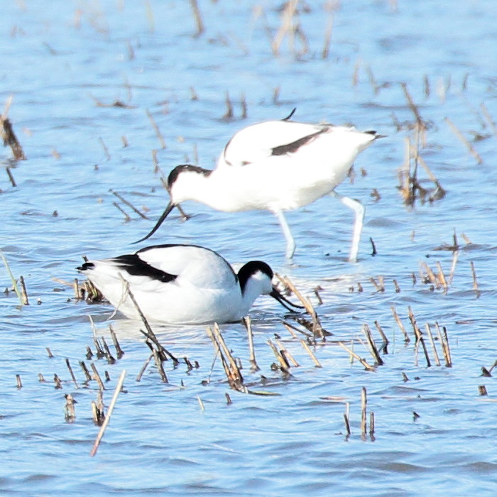 Pedido de id - Shorebirds K_img_37