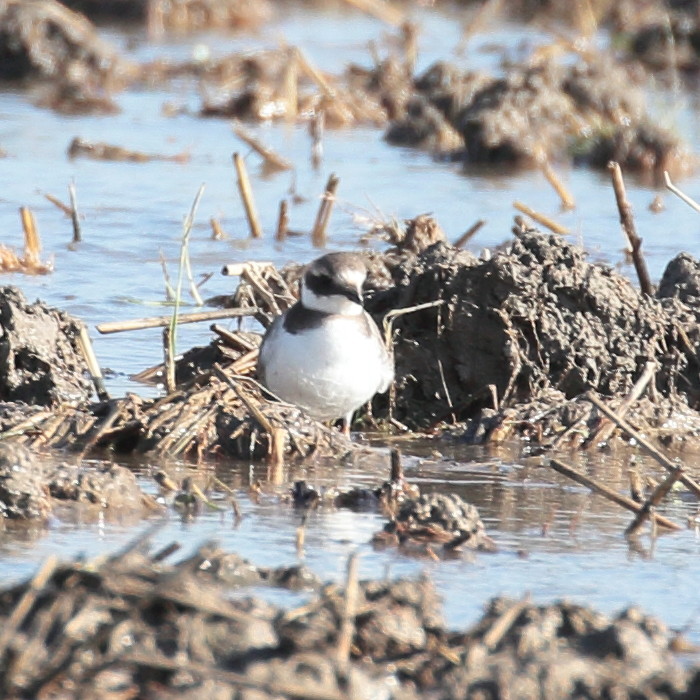 Pedido de id - Mais shorebirds K_img_57