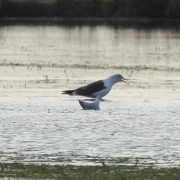 COnfirmação de ids - Mais gaivotas K_mg_027