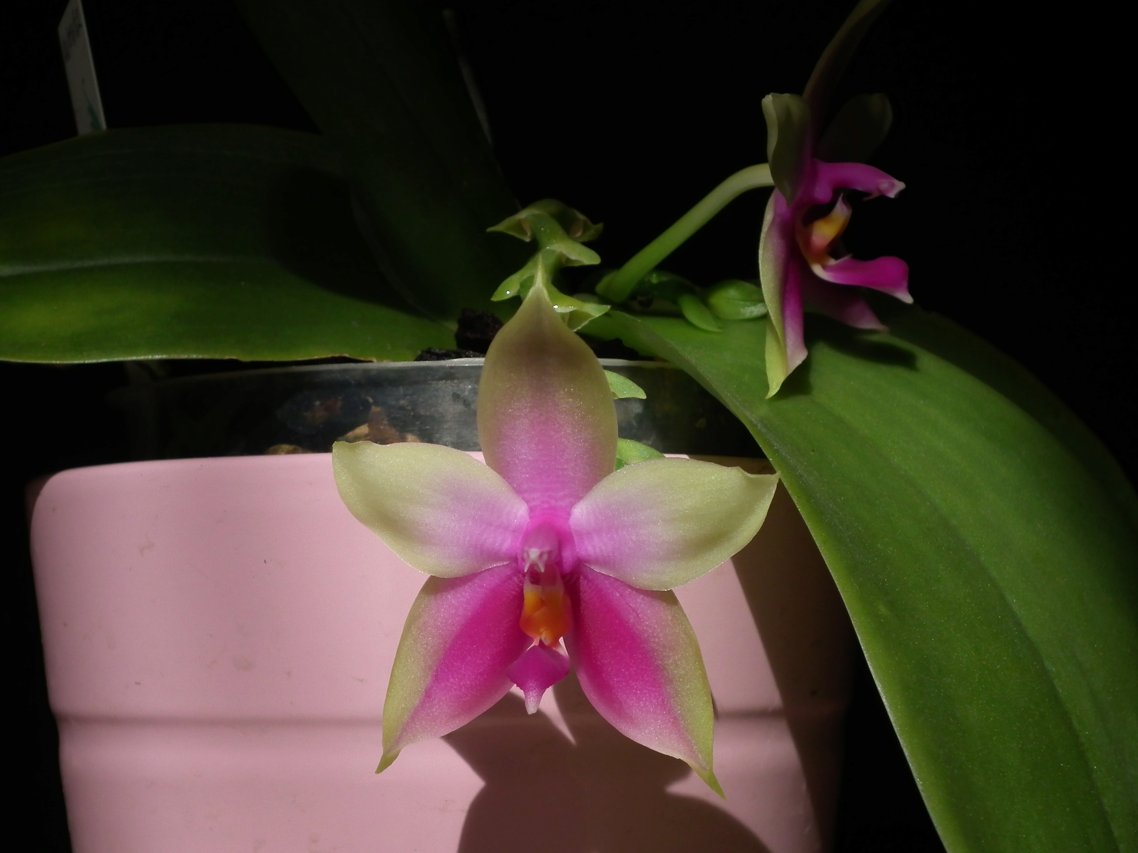 Phalaenopsis Samera (bellina x violacea) Dscf7126