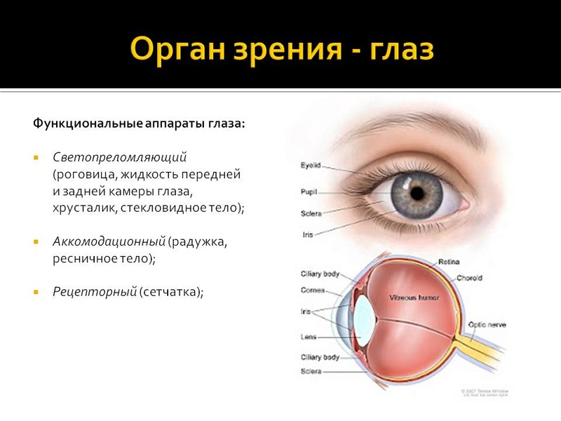 Органы чувств строение органов зрения