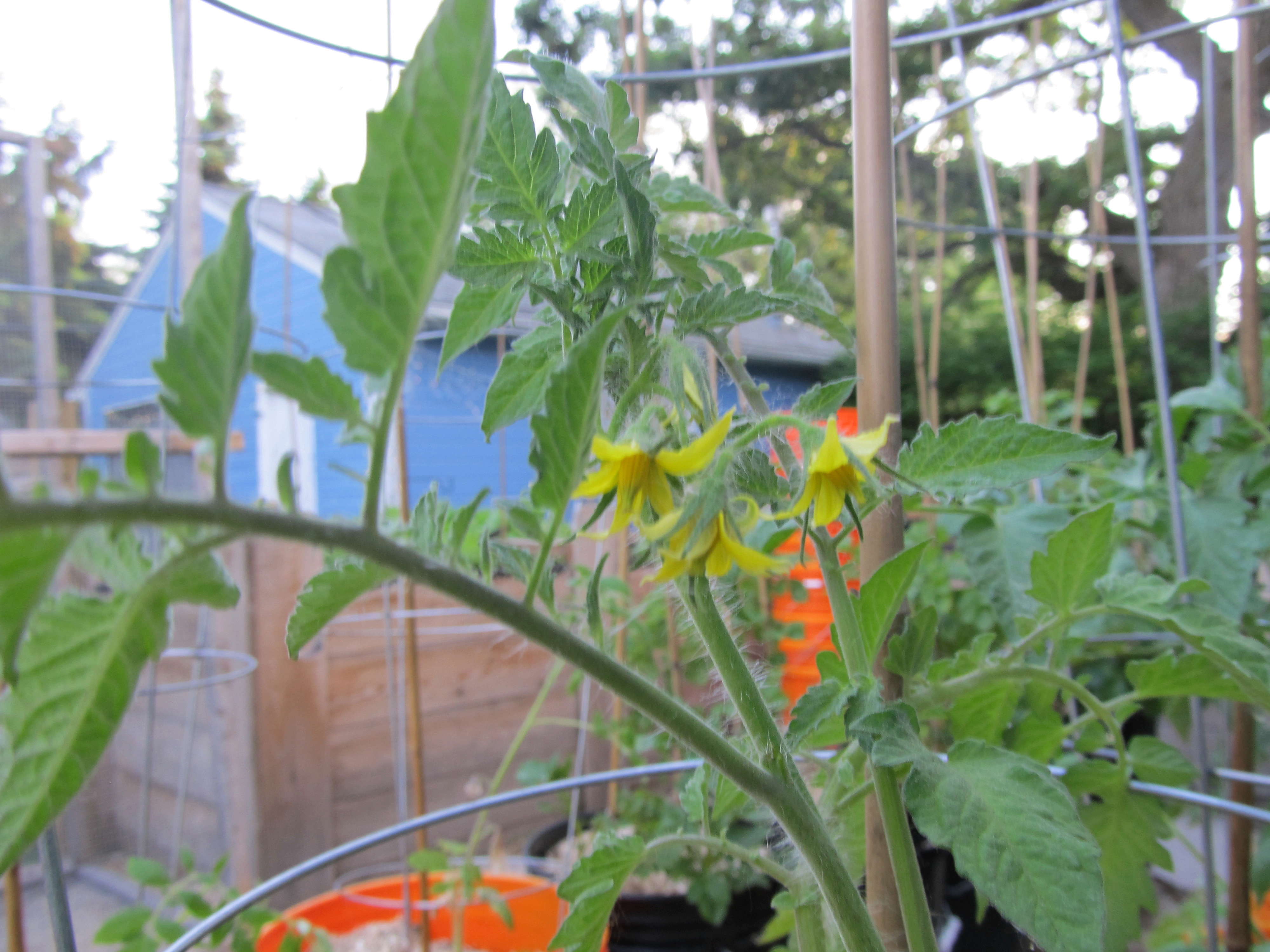 Greenbeards Grove 2018 Tomato11