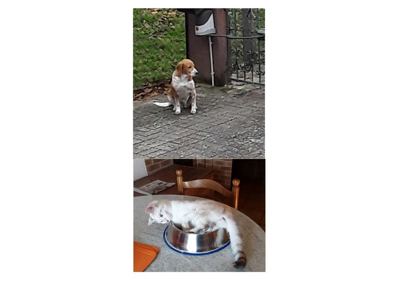 ALIENOR, croisée beagle pointer, 4 ans, femelle - Page 6 05_12_10